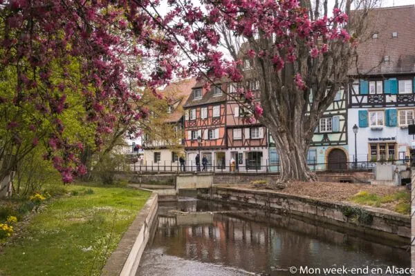 primavera-colmar